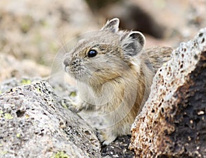 A Little Pika Peers Out from the Alpine Talus