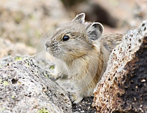 A Little Pika Peers Out from the Alpine Talus photo