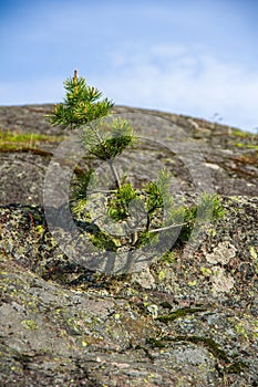 Little pine growing on a large stone, on the background the sky