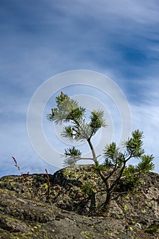 Little pine growing on a large stone, on the background of the sky