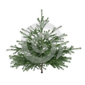 Little pine tree bush isolated. Pinus fir-tree