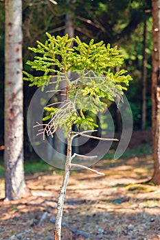 Little pine tree in the forest