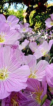 Little pink beauties photo