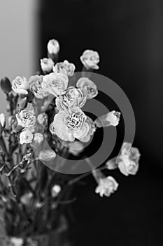 Little pink carnation flowers in vase on dark background. Black and white photo