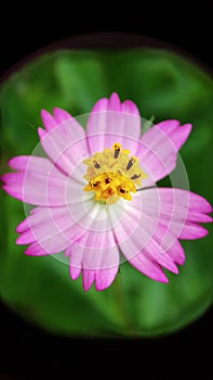 Little pink cosmos