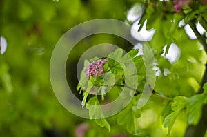 Little pink flower buds on the sticks