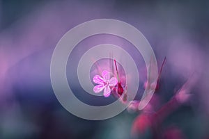 Little pink flower geranium robertianum soft focus