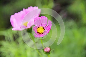 Little pink flower have yellow and black pollens with big pink flower background in garden - closeup