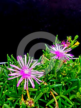 Little pink flowers and green leaves on flower bed