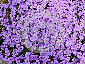 Little pink flowers on the ground