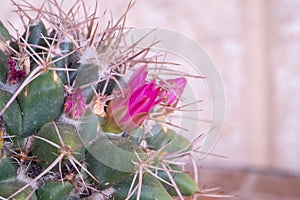 Little pink flowers of Mammillaria Compressa cactus, or known as Mother of Hundreds.