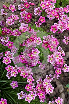 Little pink flowers Saxifraga