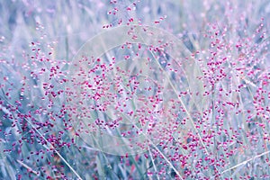 Little pink grass flower in sunrise with dew drops spring ,su