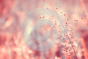 little pink grass flower in sunrise spring nature background