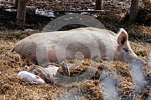 Little pink piglets lie in the hay next to the big mother pig