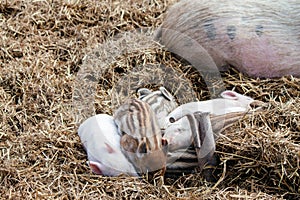 Little pink pigs lie next to the hay