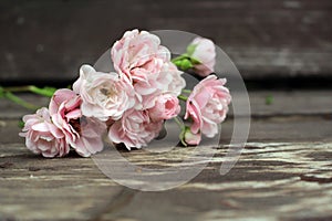Little pink roses on white wood table.Gentle romantic background. Floral background. Top view, flat lay. Flowers, spring