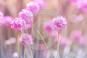 Little pink thrift flowers on a gentle background. Selective focus.