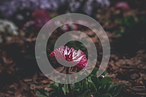 Little pink-white daisy growing in a warm spring garden in close-up