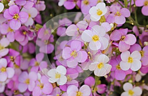 Little pink and white saxifrage flowers