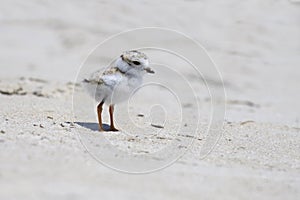 Little Piping Plover