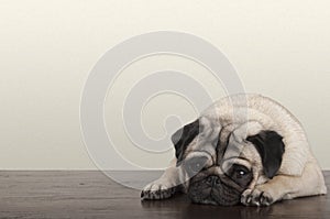 little pitiful sad pug puppy dog, lying down on wooden floor