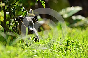 Little pittbull ready to sleep photo