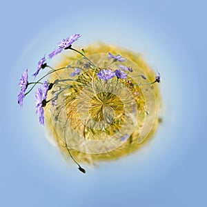 Little planet with blue cornflowers