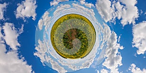 little planet projection of 360 degree spherical panorama of summer day blossomong yellow rapseed colza field