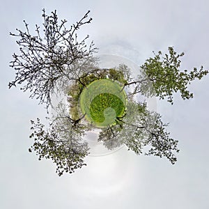 Little planet spherical panorama 360 degrees. Spherical aerial view  in blooming apple garden orchard with dandelions. Curvature