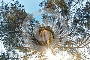 Little planet spherical panorama 360 degrees. Spherical aerial view in forest in nice day. Curvature of space