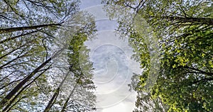 Little planet spinning and torsion and Looking up into summer forest. loop rotate and curvature of space