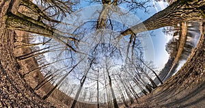 Little planet Transformation with curvature of space. Abstract rotate, torsion and spinning of full flyby panorama in autumn oak f