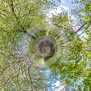Little planet transformation of spherical panorama 360 degrees. Spherical abstract aerial view in forest. Curvature of space