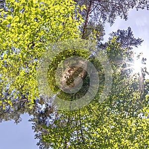 Little planet transformation of spherical panorama 360 degrees. Spherical abstract aerial view in forest. Curvature of space