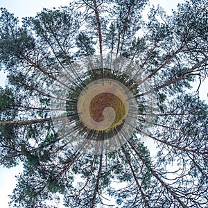 Little planet transformation of spherical panorama 360 degrees. Spherical abstract aerial view in pinery forest. Curvature of