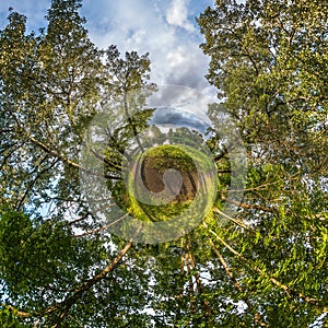 Little planet transformation of spherical panorama 360 degrees. Spherical abstract aerial view in piny forest. Curvature of space
