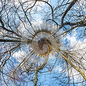 Little planet transformation of spherical panorama 360 degrees. Spherical abstract aerial view in spring forest. Curvature of