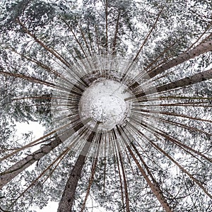 Little planet transformation of spherical panorama 360 degrees. Spherical abstract aerial view in winter pinery forest. Curvature