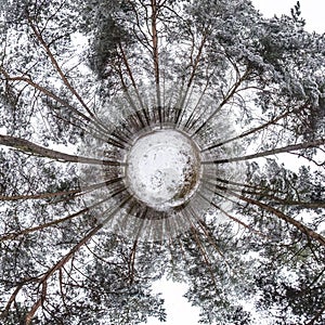 Little planet transformation of spherical panorama 360 degrees. Spherical abstract aerial view in winter pinery forest. Curvature