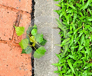 Little plant germinate at street in the park