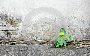 Little plant germinate at street wall.