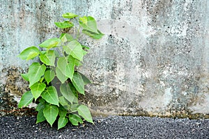 Little plant germinate at street wall.