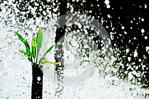 Little plant germinate at waterfall in the forest.