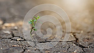 Little plant growing from dry ground in sunlight in background