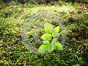 A little plant growing in the green humid forest