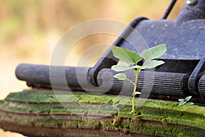 Little plant is growing out of an old mop left outside