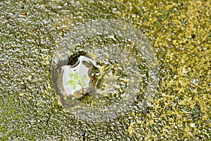 Little plant growth from cracking hole on cement ground