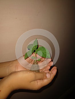 Little plant, save trees, hand, plant, tree, hand gasture, hand holding plant tree,
