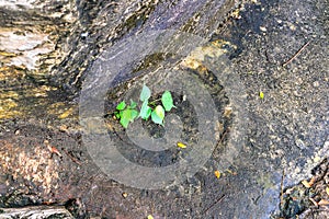 Little plant servive